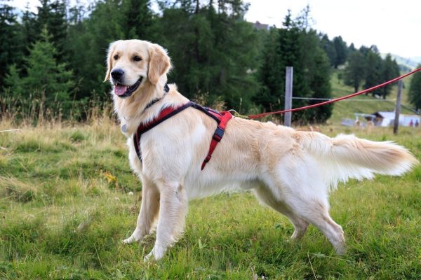 Leather Dog Leash LWBMG Training Leash for Small Medium Dogs-4