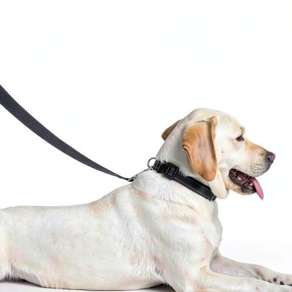 Reflective Dog Leash PenSeePet Nylon 6ft-2